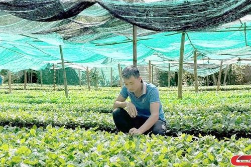 Phát triển cà phê gắn với chế biến và bảo vệ môi trường