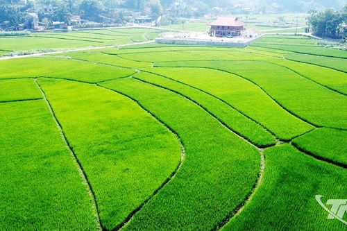Tín chỉ carbon - đa lợi ích trong canh tác lúa