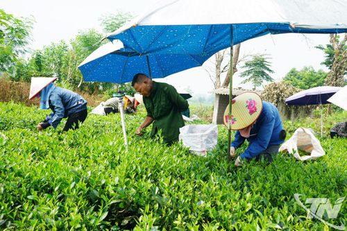 Phú Thịnh vững thế và lực