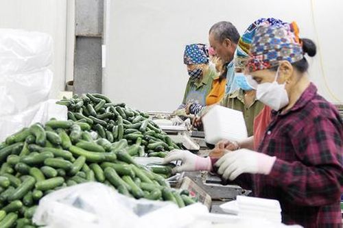 Nông dân Bắc Ninh 'gặt vàng' nhờ mạnh dạn bắt máy móc làm thay sức người