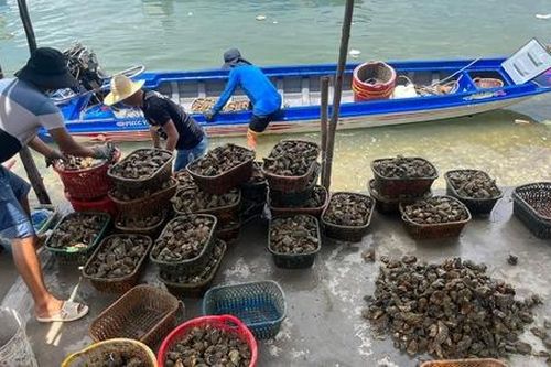 Nút thắt siết chặt đầu ra của HTX nuôi trồng thủy sản