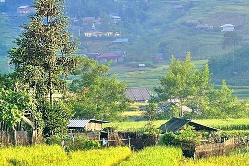 Ngắm mùa vàng rực rỡ ở Sa Pa