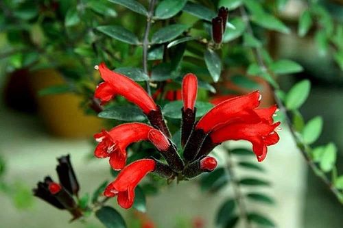Người mệnh Hỏa hợp trồng cây cảnh gì?
