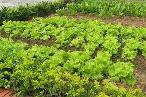 Đánh giá tác động của mô hình 'Vườn rau dinh dưỡng' đến tình trạng thiếu vi chất ở trẻ em dân tộc thiểu số