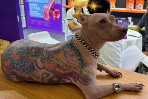 Chú chó bị xăm kín lưng gây phẫn nộ ở Trung Quốc