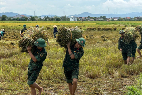 Hà Tĩnh: Bộ đội giúp dân gặt lúa sau bão