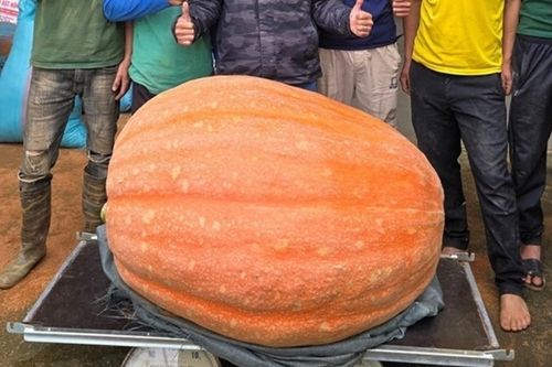 Quả bí ngô khổng lồ nặng hơn 170kg, chuyển từ Lâm Đồng ra Đà Nẵng trưng bày dịp lễ Quốc khánh 2/9