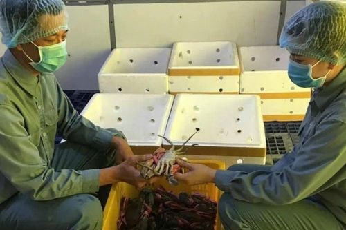 Ngày hội cua Cà Mau lần thứ 2 năm 2025 dự kiến thu hút 8.000 -10.000 lượt khách