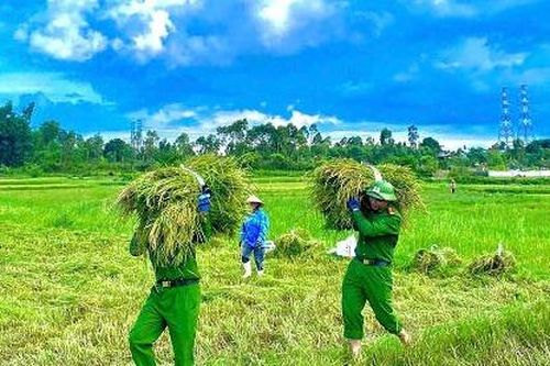 Áo xanh Công an nổi bật trên màu lúa chín giữa mùa chạy bão ở miền Trung