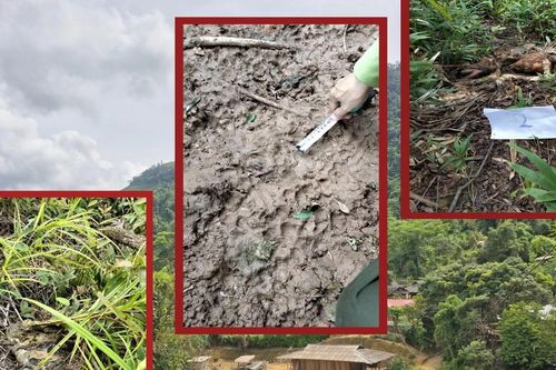 Giải mã thông tin sói rừng trở lại - Bài 2: Những cuộc truy lùng bất thành