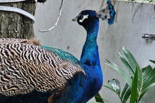 Chim công Ấn Độ quý hiếm bất ngờ xuất hiện ở chung cư TPHCM