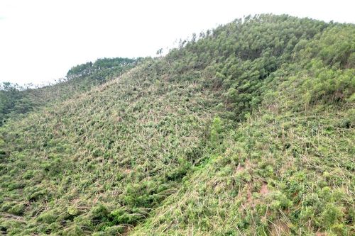Hơn 200 ha keo non gãy đổ sau bão số 5, nông dân lao đao tìm lối thoát