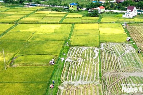 Lo áp thấp mạnh lên thành bão, nông dân Nghệ An tất bật thu hoạch lúa hè thu