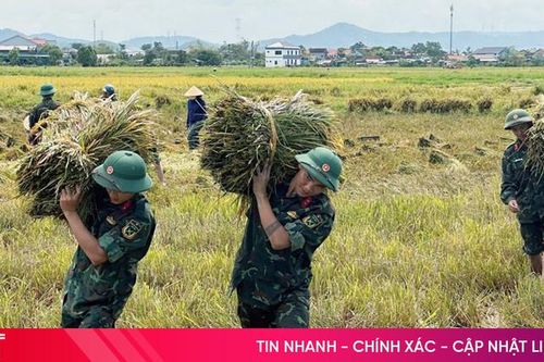 Giúp dân thu hoạch lúa phòng tránh mưa lớn