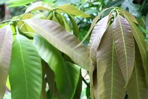 Không chỉ cho trái ngon, lá của cây này còn có nhiều tác dụng bất ngờ