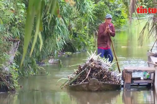 Nông dân Cần Thơ lãi cao gấp 3 lần nhờ trồng mía bán ép nước giải khát