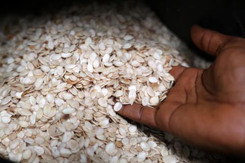 Egusi – Hạt giống châu Phi được thử nghiệm trồng trên Mặt Trăng và Sao Hỏa