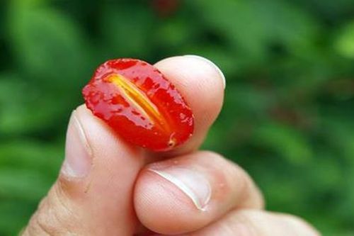 Loại cây ở Việt Nam trồng bạt ngàn, sang 'trời tây' giá 3,5 triệu đồng/cây