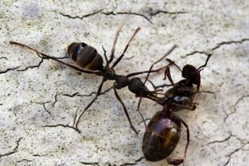 Bí mật phía sau thói quen kiến mang xác đồng loại rời tổ