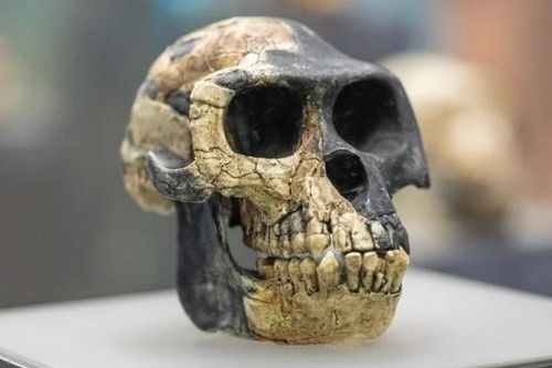 Hóa thạch mới tiết lộ 'người anh em họ' bí ẩn đã mất của loài người