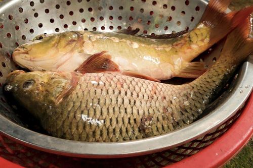 Loại cá ở Việt Nam bổ hơn cá hồi nhưng rẻ gấp 10 lần, ra chợ gặp là mua ngay