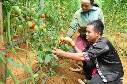 Cử nhân đại học về quê trồng rau hữu cơ giúp bà con thoát nghèo