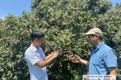 Thay đổi tư duy trồng cây ăn quả
