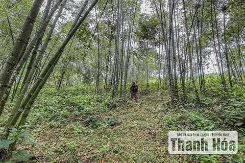 Phú Lệ nâng cao giá trị kinh tế rừng luồng