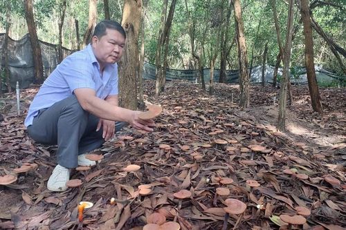 Trồng nấm linh chi đỏ dưới tán rừng: Hướng phát triển lâm nghiệp bền vững
