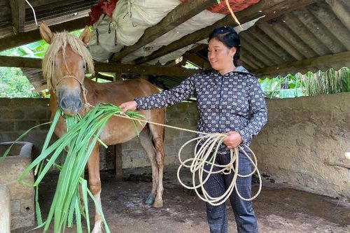 Hỗ trợ sinh kế từ nuôi ngựa sinh sản