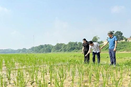 Phục tráng giống lúa nếp Gà Gáy ở Sơn Lương