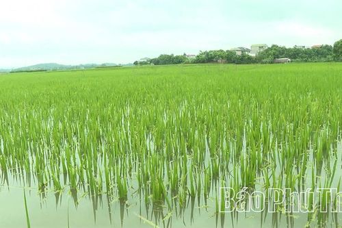 Tập trung khắc phục thiệt hại, khôi phục sản xuất trồng trọt sau bão số 5
