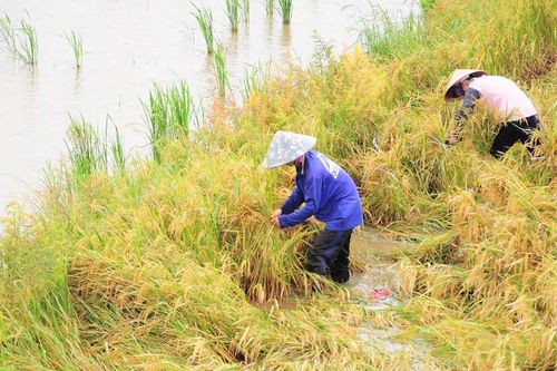Nông dân khẩn trương khắc phục lúa bị ngã đổ do bão