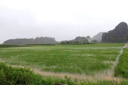 Ninh Bình: Nhiều diện tích hoa màu, nhà cửa bị hư hỏng do bão số 5