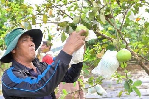 Nhân rộng mô hình kinh tế hiệu quả để người dân Phước Chánh hết nghèo