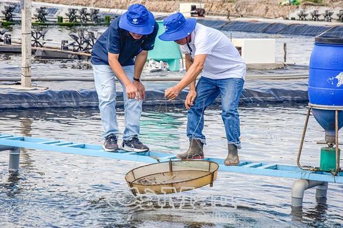 Giải pháp xanh cho ngành tôm