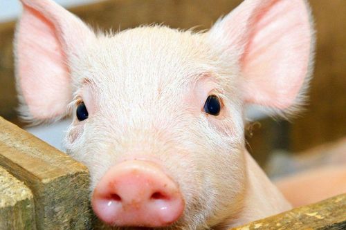 2 bộ phận của con lợn nhiều người Việt thích mê: Ăn vào chẳng khác thuốc độc, là 'ổ chứa vi khuẩn' thèm mấy cũng nên hạn chế