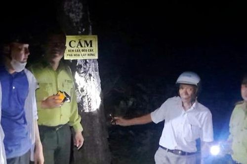 Xuyên đêm mật phục sau vụ nhiều cây thông ở Huế bị 'đầu độc'