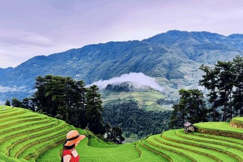 Mù Cang Chải vào mùa lúa trổ đòng