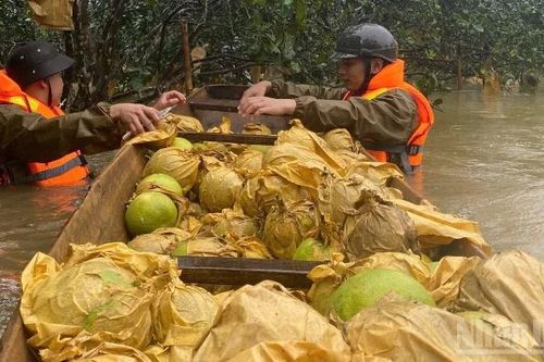 Nông dân 'thủ phủ' bưởi Phúc Trạch tránh bão