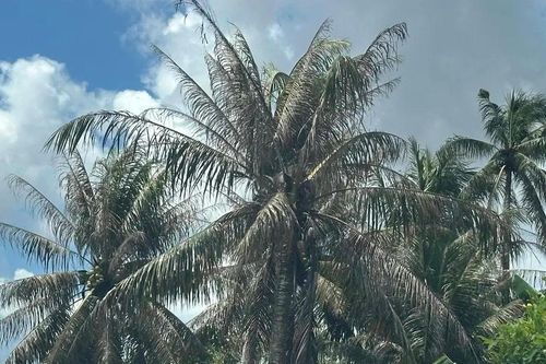 Thủ phủ dừa miền Trung bất lực với sâu đầu đen