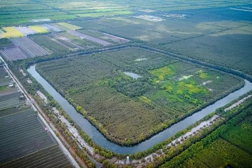 Đồng Tháp Mười – 'thư viện carbon' sống và tuyến du lịch học tập của miền Tây