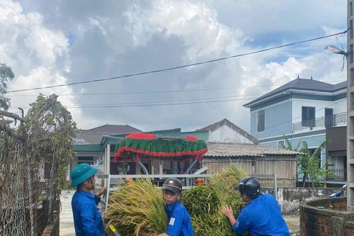 Tuổi trẻ Hà Tĩnh hỗ trợ người dân thu hoạch, phơi lúa sau bão