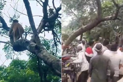 Khỉ 'cuỗm' 24 triệu đồng rồi vứt tung tóe khiến người dân náo loạn tranh giành