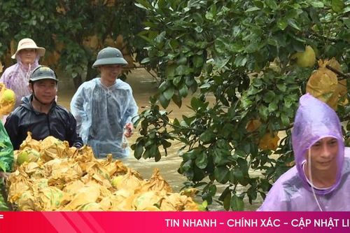 Dầm mình trong nước lũ thu hoạch bưởi Phúc Trạch