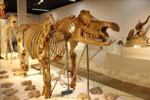 Vườn Quốc gia Cát Tiên góp phần bảo tồn thiên nhiên, đa dạng sinh học