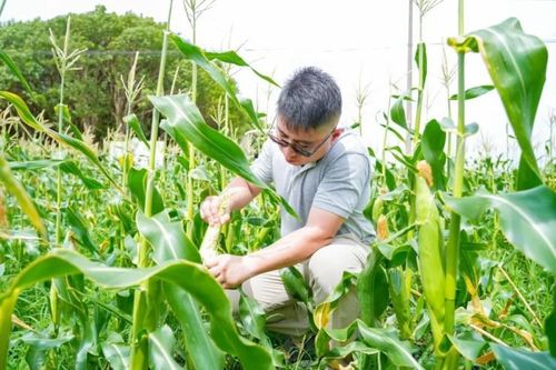 Trồng 'ngọc' giữa đồng, nông dân hốt bạc, bán giá cao mấy vẫn 'cháy hàng'