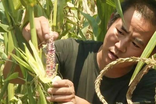 Bỏ tiền triệu mua ngô chỉ để… ngắm, bí mật đằng sau khiến người trồng hốt bạc