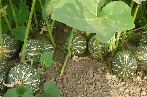 Đừng chỉ ăn lá, quả cây này bổ như nhân sâm, đi chợ gặp phải mua ngay vì rất rẻ