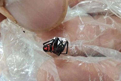 Bị con vật hiếm cắn vào lưng, nam thanh niên rơi vào tình trạng nguy kịch